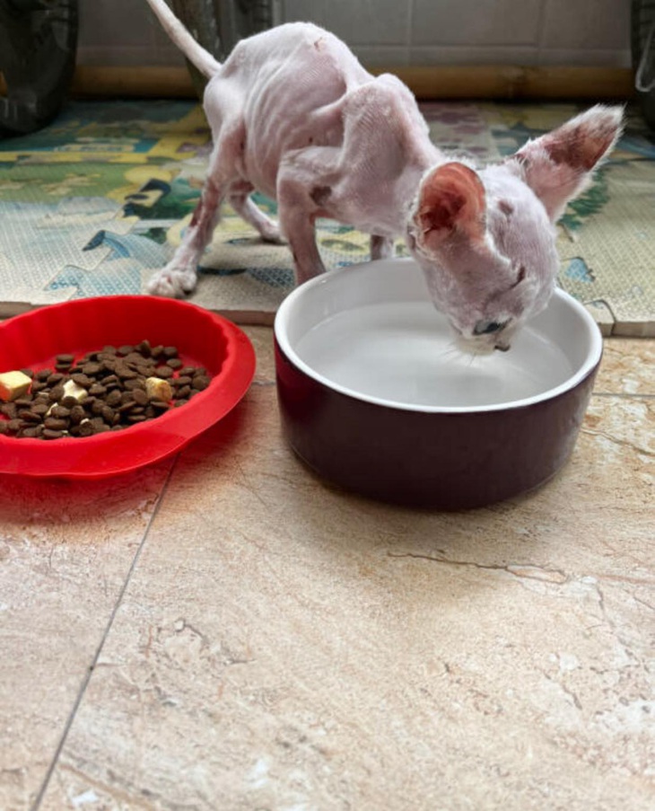 Hành trình lột xác ngoạn mục của bé mèo bị vứt bỏ ngoài đường - Ảnh 1.