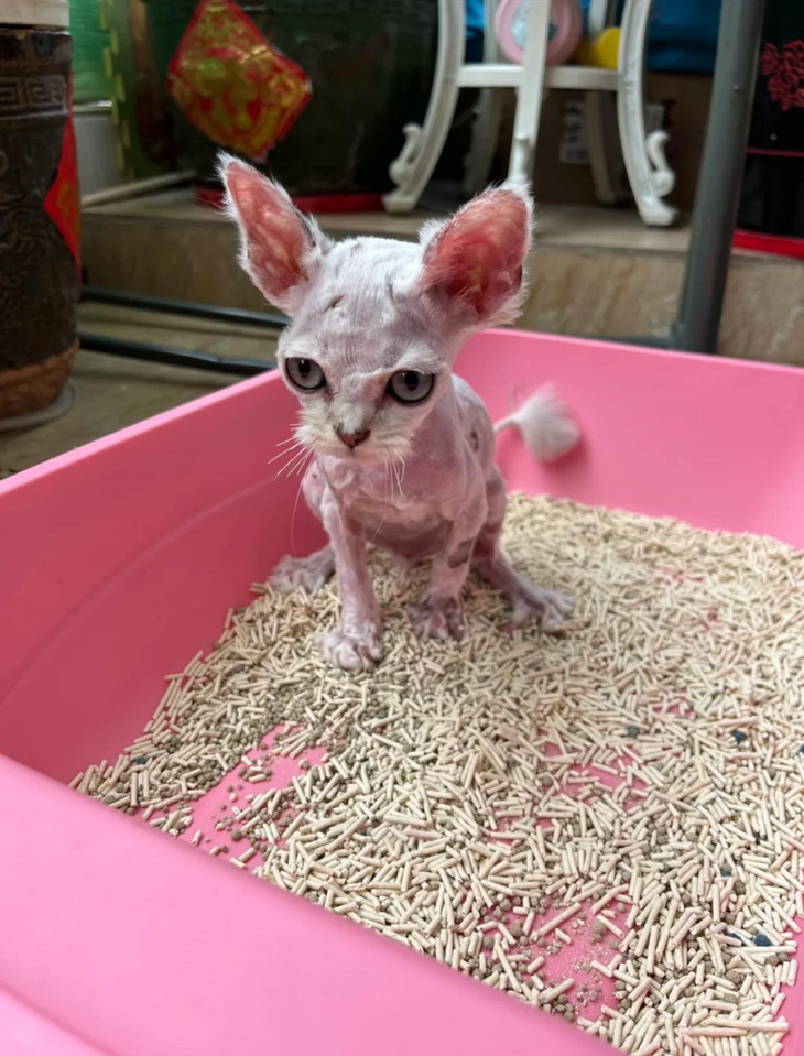 Hành trình lột xác ngoạn mục của bé mèo bị vứt bỏ ngoài đường - Ảnh 2.