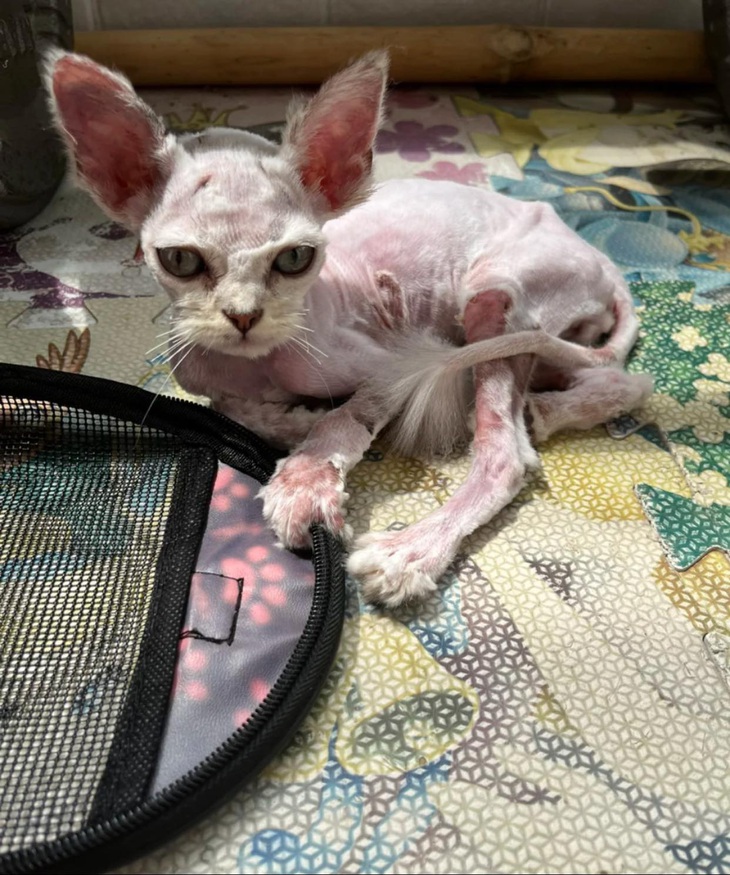 Hành trình lột xác ngoạn mục của bé mèo bị vứt bỏ ngoài đường - Ảnh 3.