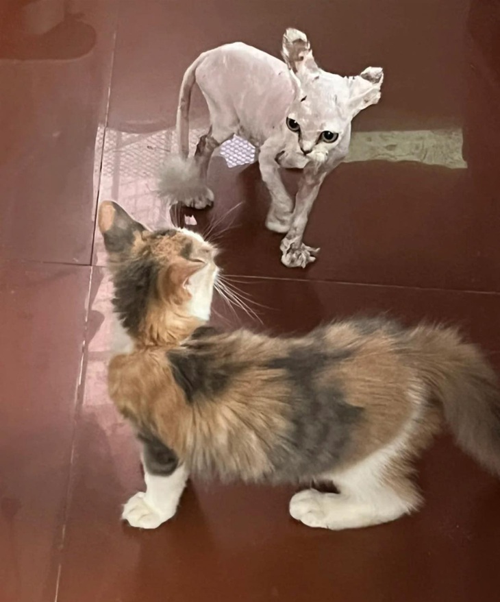 Hành trình lột xác ngoạn mục của bé mèo bị vứt bỏ ngoài đường - Ảnh 4.