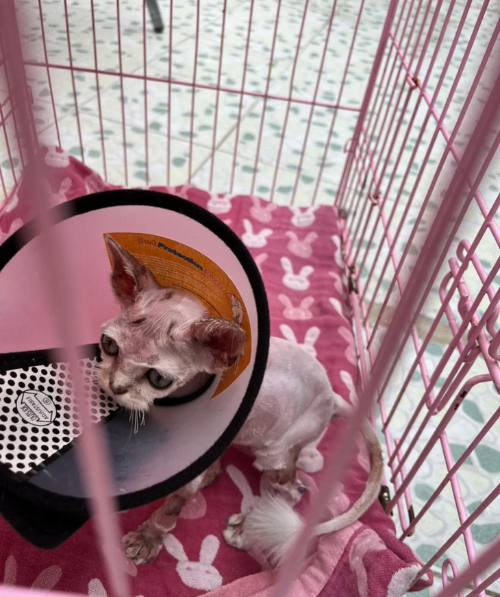Hành trình lột xác ngoạn mục của bé mèo bị vứt bỏ ngoài đường - Ảnh 5.