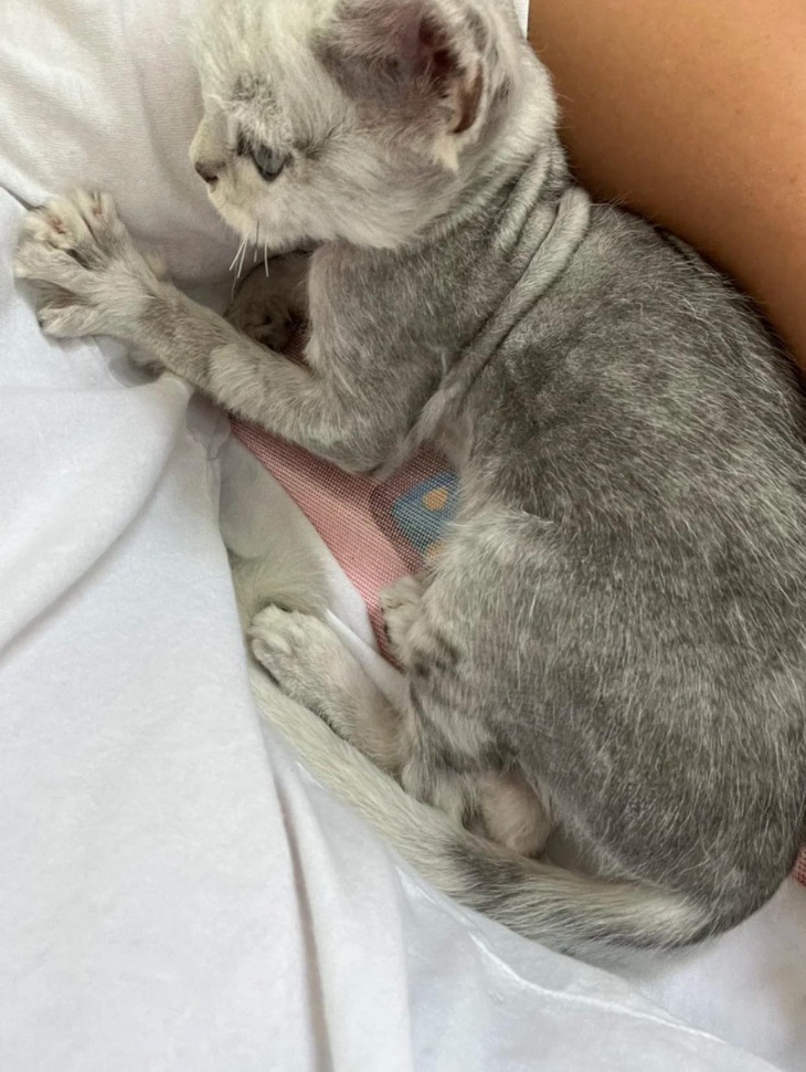 Hành trình lột xác ngoạn mục của bé mèo bị vứt bỏ ngoài đường - Ảnh 7.