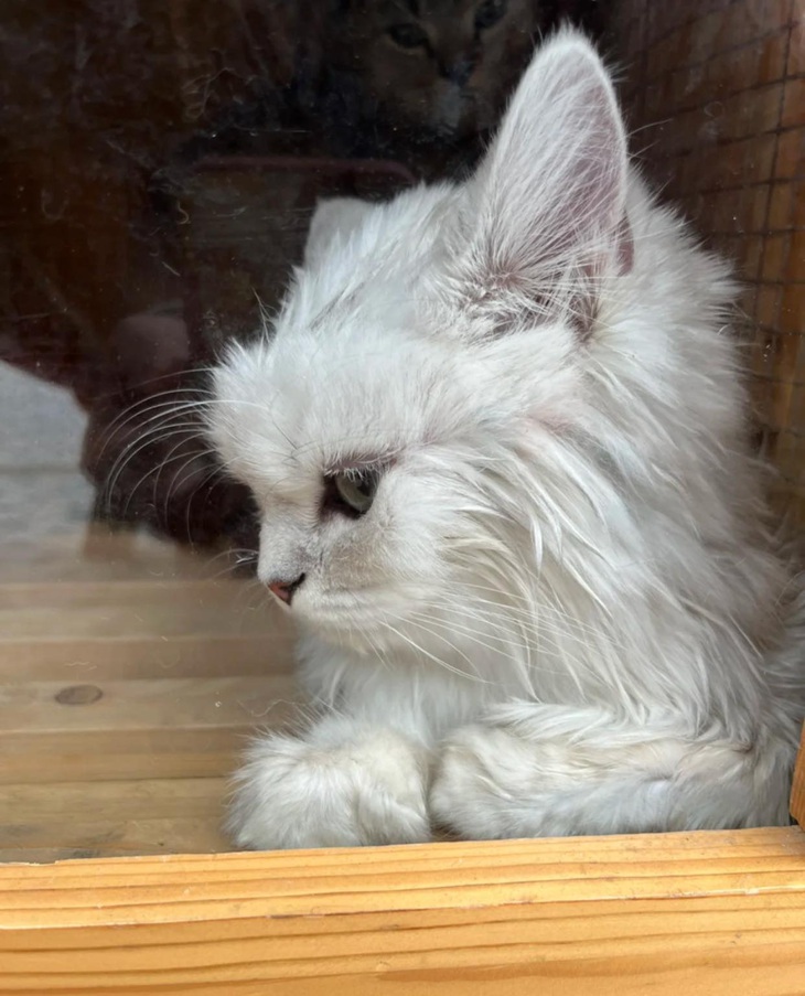 Hành trình lột xác ngoạn mục của bé mèo bị vứt bỏ ngoài đường - Ảnh 9.