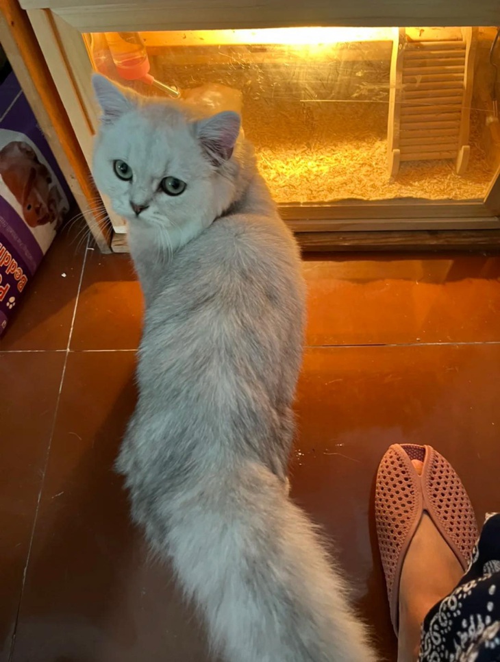 Hành trình lột xác ngoạn mục của bé mèo bị vứt bỏ ngoài đường - Ảnh 10.