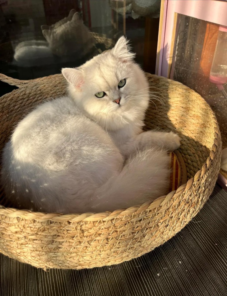 Hành trình lột xác ngoạn mục của bé mèo bị vứt bỏ ngoài đường - Ảnh 12.