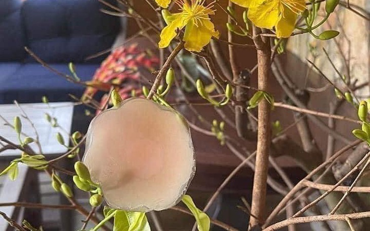 Ảnh vui 28-1: Tết sắp hết mà cây mai này nở 'hoa' lạ quá!