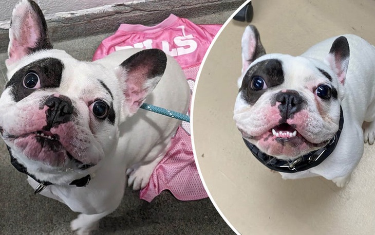 Quảng cáo chó Pug có 1-0-2 khiến người xem chẳng ai dám rước!