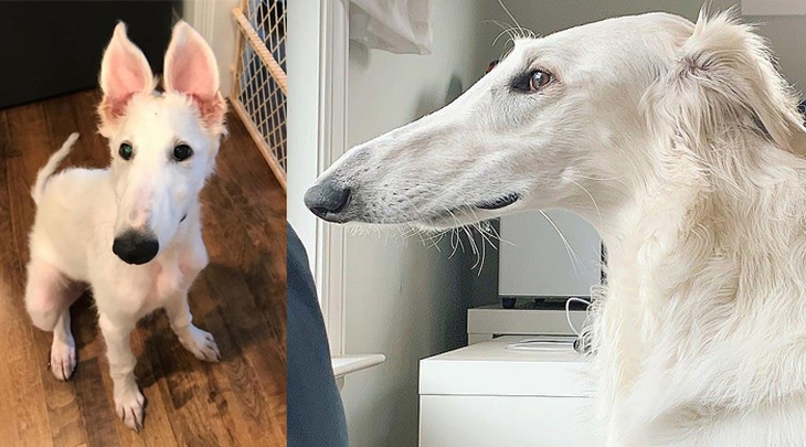 Chú chó sở hữu chiếc mũi dài ngoằng - Ảnh 1.