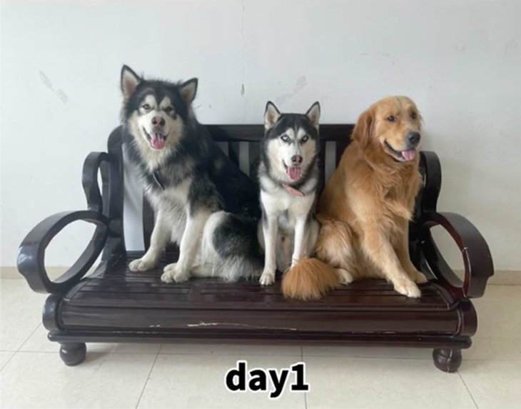 3 chú chó sống không báo đời không nể làm dân mạng cười bể bụng - Ảnh 1.