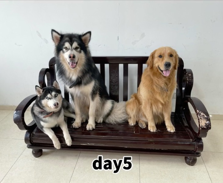 3 chú chó sống không báo đời không nể làm dân mạng cười bể bụng - Ảnh 2.