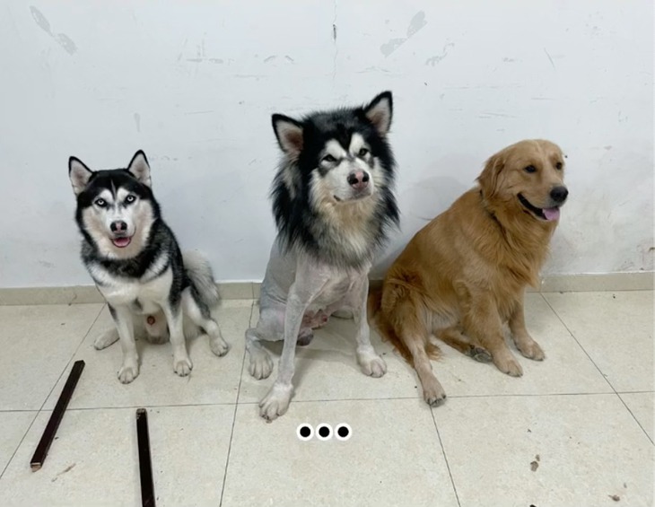 3 chú chó sống không báo đời không nể làm dân mạng cười bể bụng - Ảnh 8.