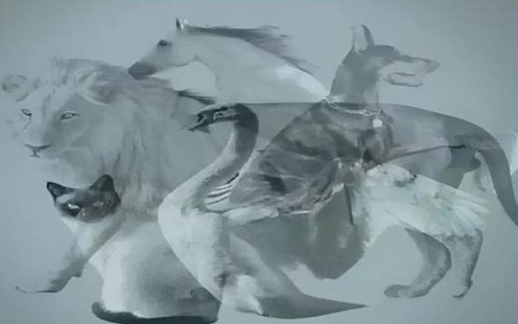 Con vật bật mí tính cách bí ẩn của bạn