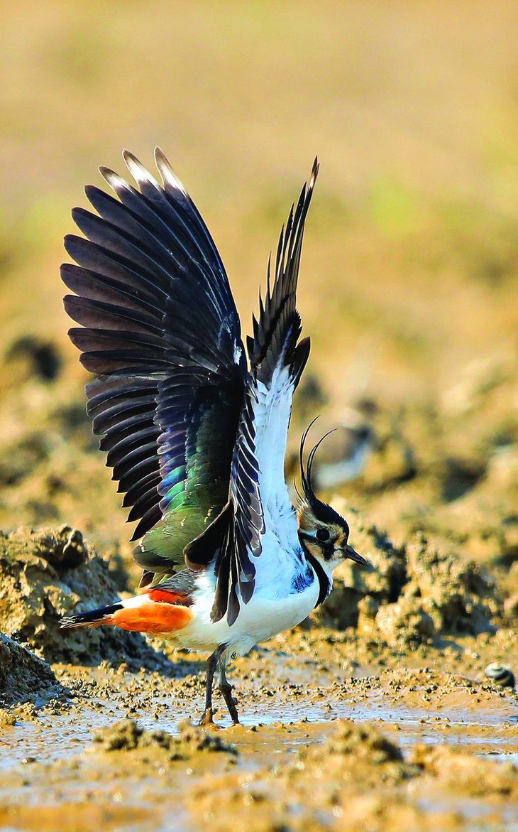 Te mào - Northern Lapwing: Loài chim này thường sinh sống ở vùng Đông Bắc, Bắc Trung Bộ VN. Đây là loài di cư. Thường sống thành từng đàn nhỏ. Gặp ở độ cao khoảng 500m. Tác giả: Bùi Thành Trung