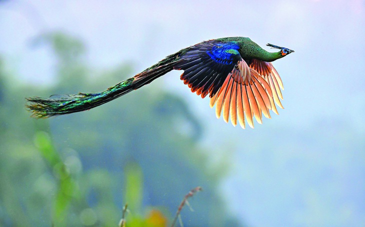 Công - Indochinese Green Peafowl: Hiện nay do áp lực săn bắn và mất sinh cảnh sống, công còn lại với số lượng rất ít ở miền Trung và Tây Nguyên, khu vực dễ gặp được công nhất hiện nay là ở Vườn quốc gia Cát Tiên. Tác giả: Nguyễn Mạnh Hiệp