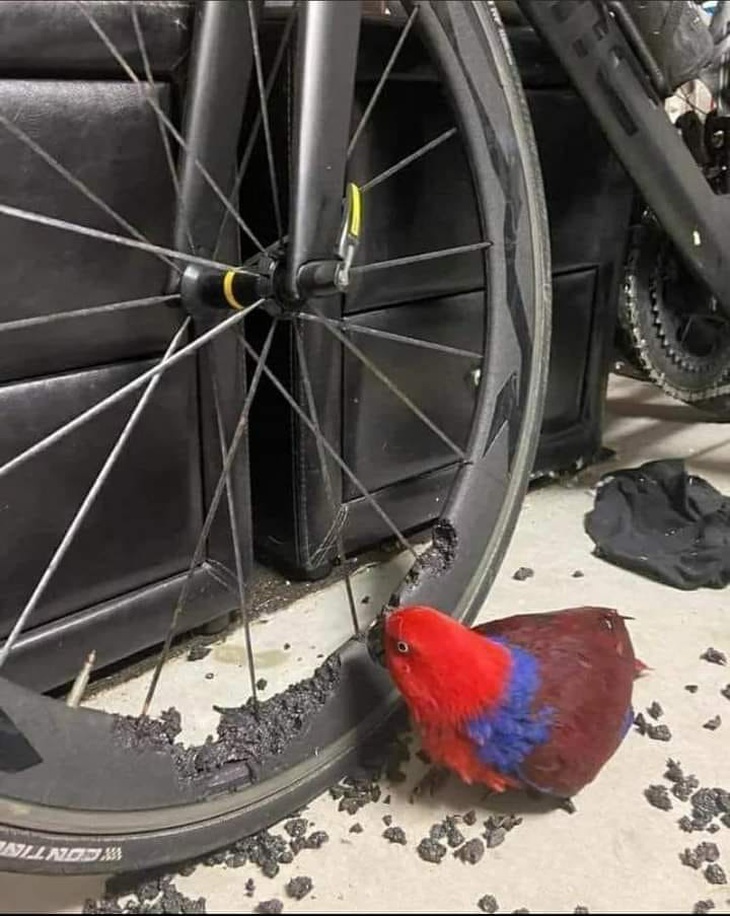 Báo đời báo hại.