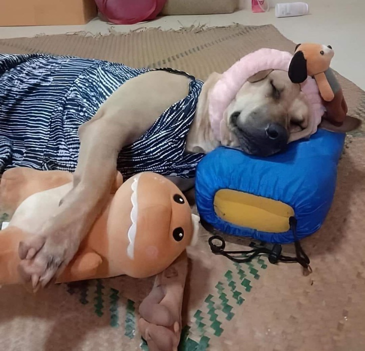 Riết không biết ai chủ ai là "con ở" luôn á!