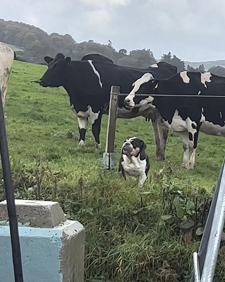 Về nhà đi, mày đi lộn chỗ rồi