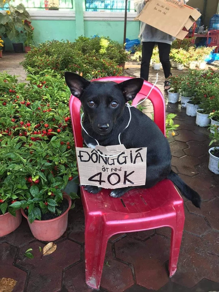 "Giờ tui muốn mua chú chó này, không mua ớt được không?", một tài khoản hỏi cắc cớ.