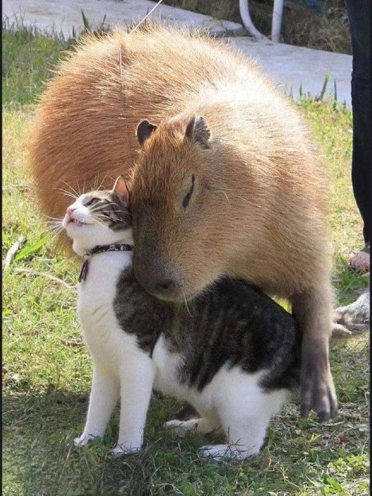 Từ đó, mèo và chuột sống hạnh phúc bên nhau đến cuối đời.