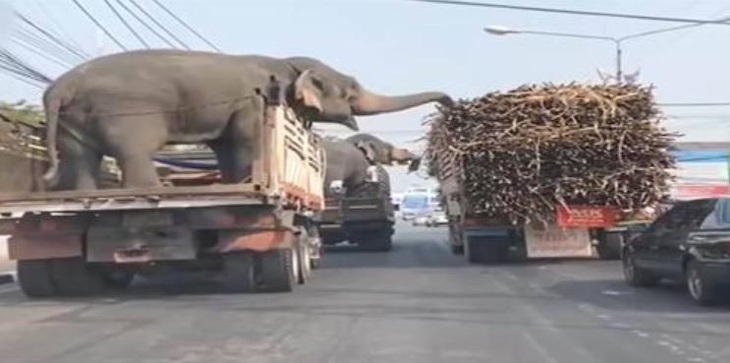 Cơm dâng đến miệng mà không ăn cũng phí.