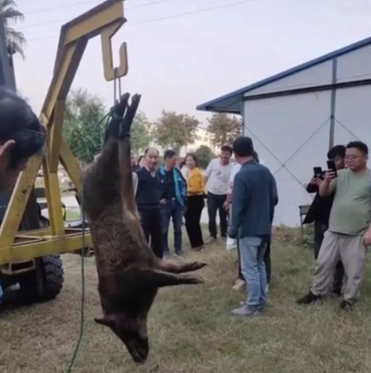 Con lợn rừng sau đó đã bị bắt.