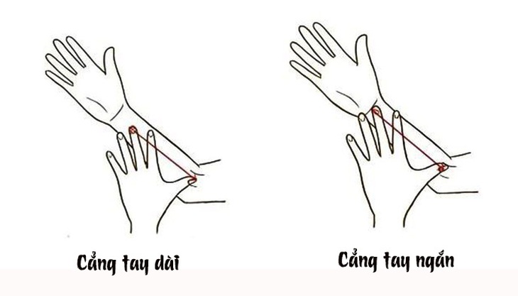 Chiều dài cẳng tay cho thấy bạn là người nhút nhát hay tự tin - Ảnh 1.