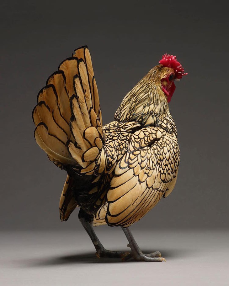 Chân dung những chú gà đẹp nhất hành tinh - Ảnh 10.
