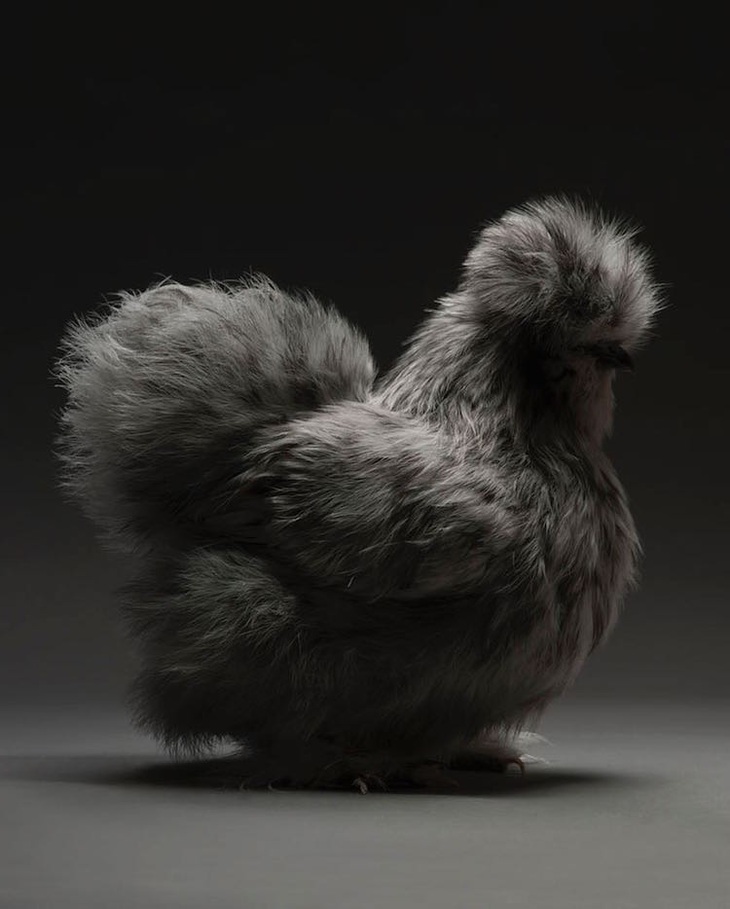 Chân dung những chú gà đẹp nhất hành tinh - Ảnh 8.