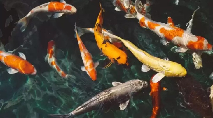 Người mắt kém không thấy con cá sấu trong hình - Ảnh 1.