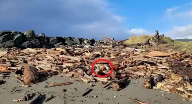 Thử tài tinh mắt: Con chó đang đứng ở đâu? - Ảnh 1.