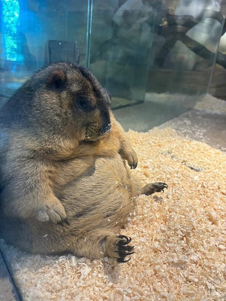 Mập lên thì buồn nhưng ăn vào rất vui.