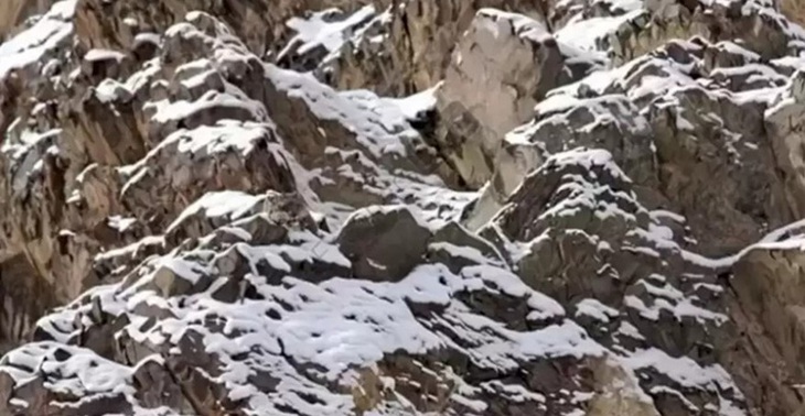 Thử tài tinh mắt: Con báo tuyết đang ẩn nấp ở đâu? - Ảnh 1.