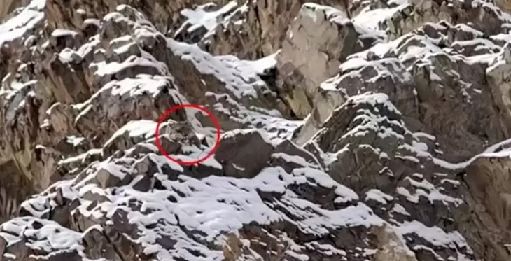 Thử tài tinh mắt: Con báo tuyết đang ẩn nấp ở đâu? - Ảnh 1.