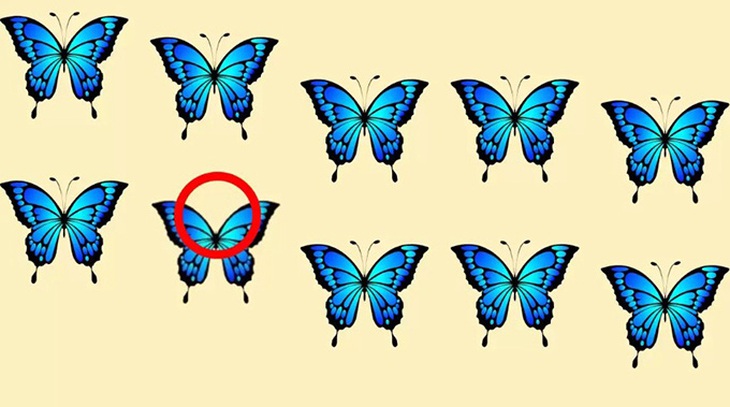 Thử tài tinh mắt: Con báo tuyết đang ẩn nấp ở đâu? - Ảnh 1.