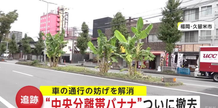 Ba bụi chuối mọc hiên ngang giữa dải phân cách.