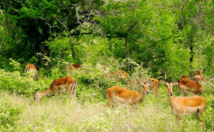 Câu đố hack não: Cái gì không cánh mà biết bay, không mắt nhưng vẫn khóc? - Ảnh 4.