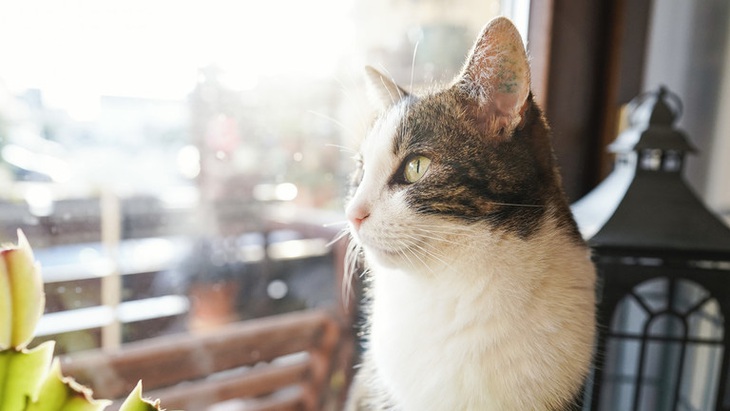 Chú mèo trở thành "cứu tinh" của chủ.