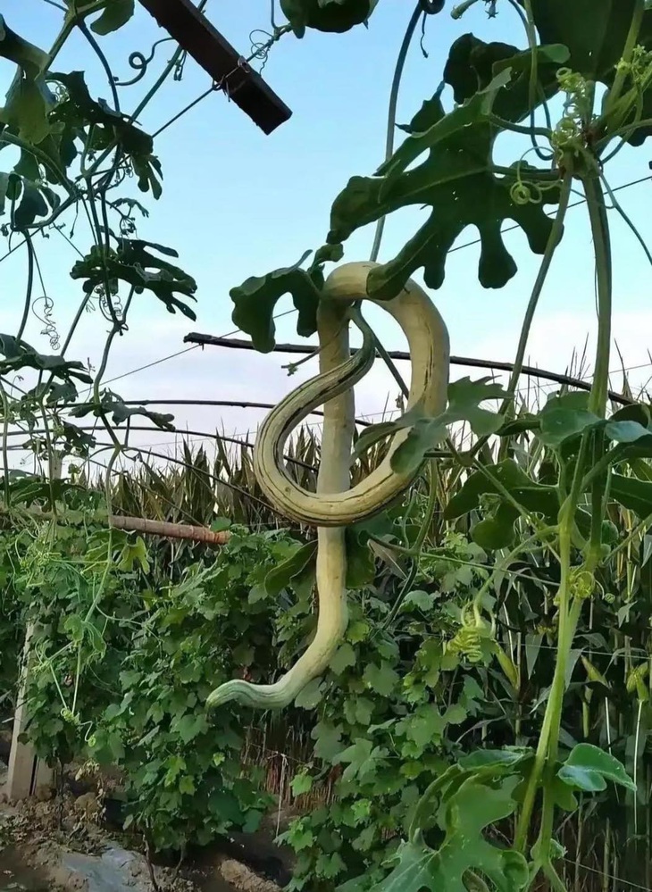 Ra vườn vào buổi tối thì "ối trời ôi" luôn.