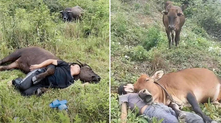 Tình thương mến thương.