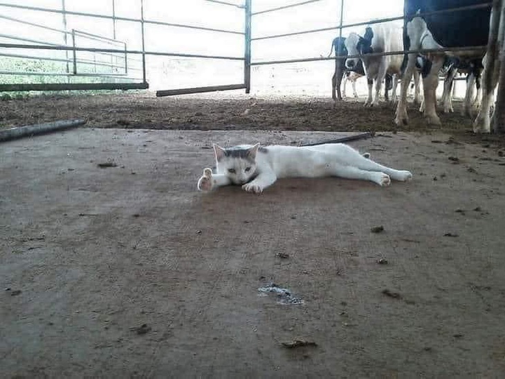 Tao vẫn OK! Còn khó khăn gì nữa tới đi.