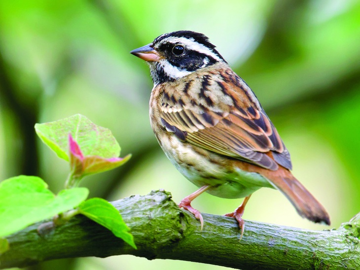 Tristram's Bunting (Emberiza tristrami), hay sẻ đồng mày trắng. Ảnh: BIRDS OF THE WORLD
