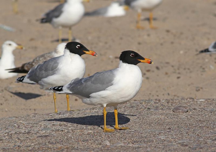 Mòng biển Pallas. Ảnh: observation.org