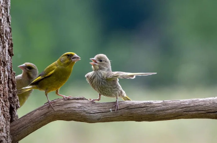 Tác phẩm "Dispute" (Tạm dịch: Cuộc cãi vã) của Jacek Stankiewicz.