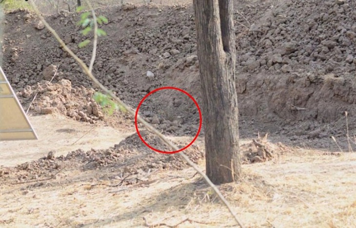 Mắt 10/10 mới thấy con báo nằm ở đâu? - Ảnh 1.