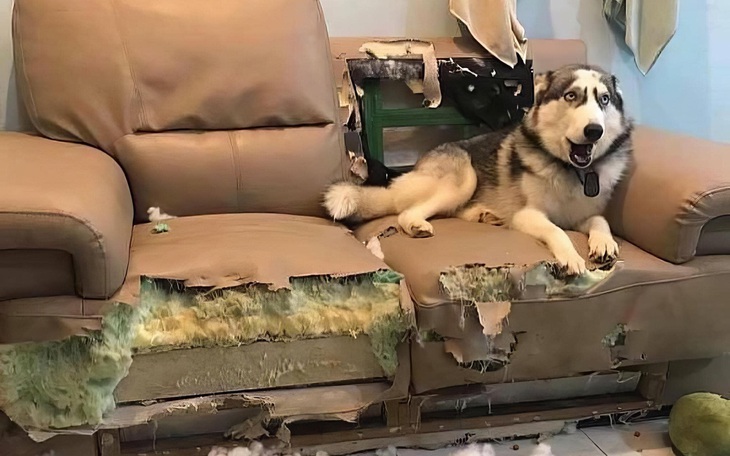 Ảnh vui 4-11: Chú chó bị chủ hỏi tội làm rách ghế