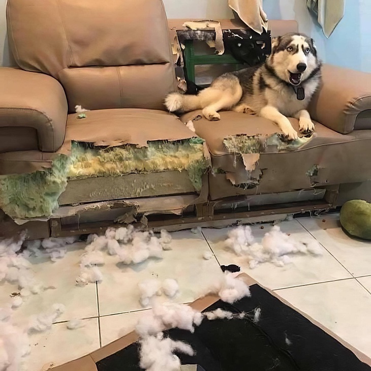 Chú chó bất lực "thật sự" trước lời buộc tội của sen.