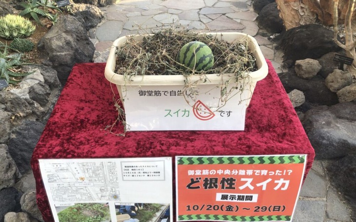 Người Nhật đòi bổ quả dưa hấu "giải cứu" từ dải phân cách