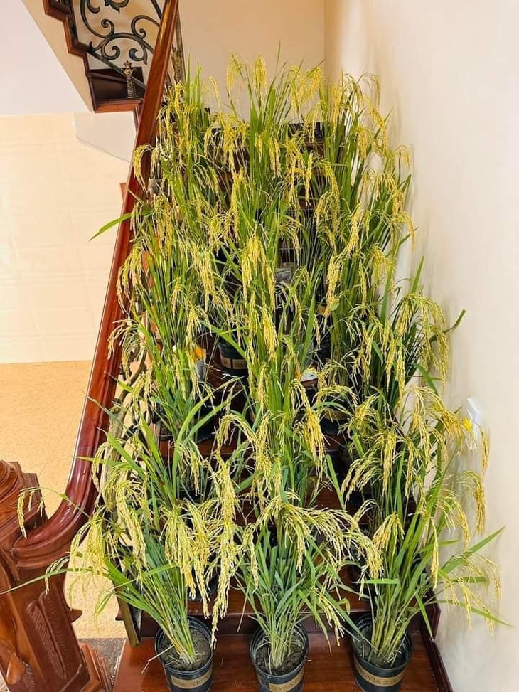 Ruộng bậc thang "nhà làm"