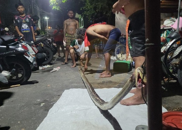 Đang tè bậy, người đàn ông bị trăn khổng lồ 'phạt' - Ảnh 2.