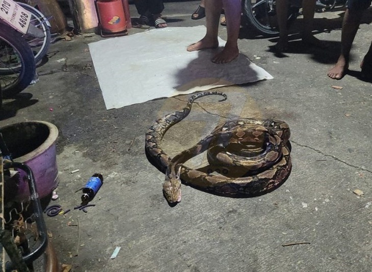 Con trăn khổng lồ bị đập chết sau khi "gây hại nhân gian"